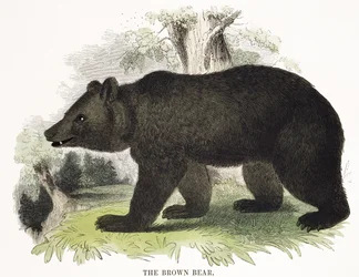 The Brown Bear, educational illustration pub. by the Society for Promoting Christian Knowledge